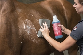 Blue Hors After Work Shampoo